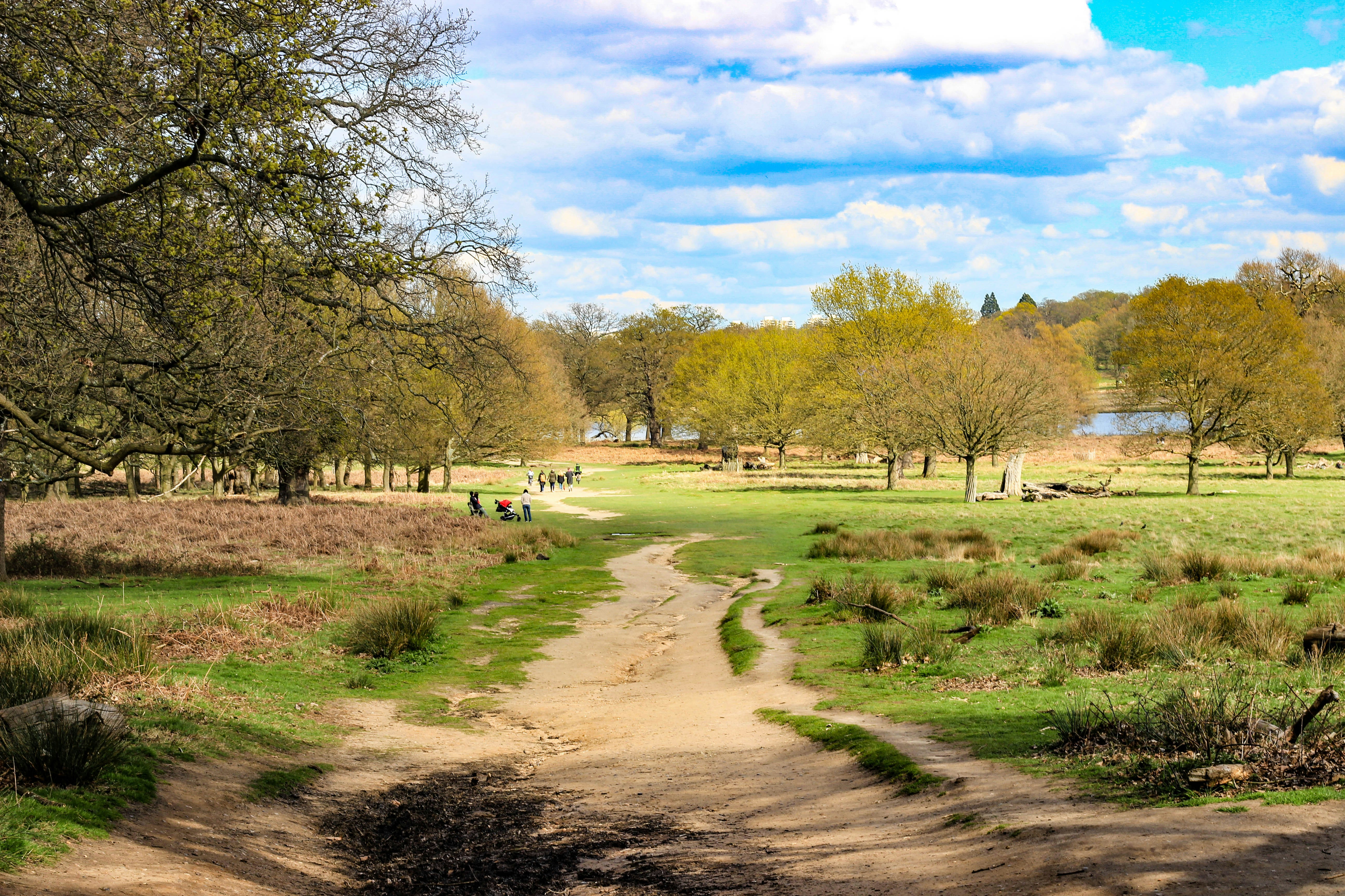 Bushy Park Collective